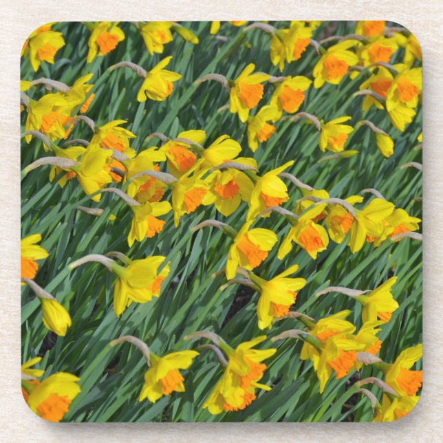 Bright yellow spring daffodils garden coaster (Front)
