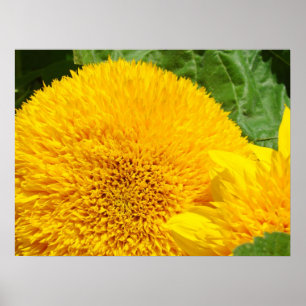 Bright Yellow Sunflower art prints Summer Garden