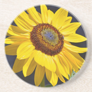 Bright yellow sunflower coaster
