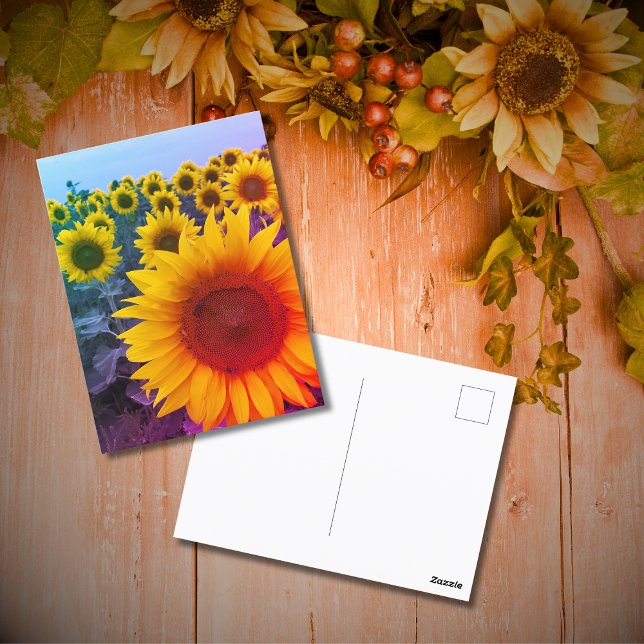 Bright Yellow Sunflower Field Photo Postcard (Creator Uploaded)