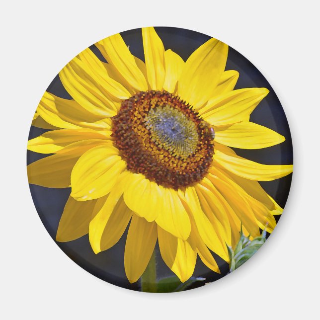 Bright yellow sunflower magnet (Front)