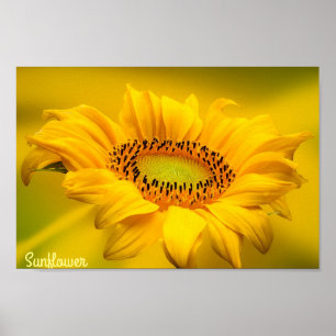 Bright Yellow Sunflower Matte Wall Art