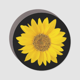 Bright Yellow Sunflower on Black Car Magnet