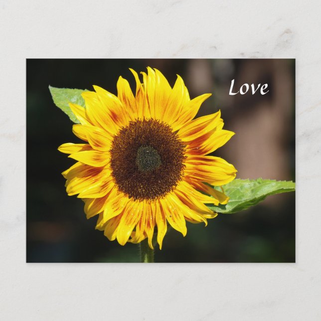 Bright Yellow Sunflower Postcard (Front)
