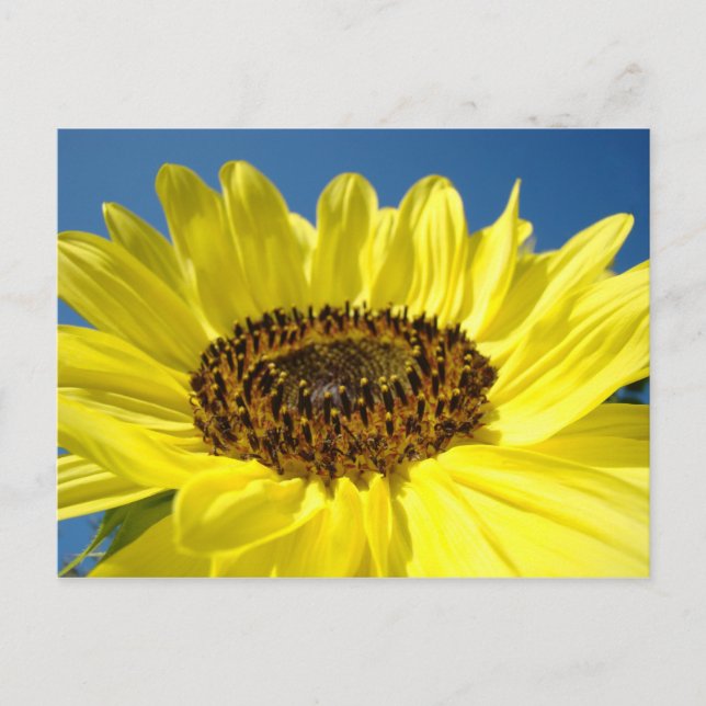 Bright Yellow Sunflower postcards Blue Sky (Front)