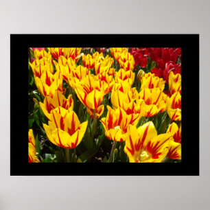 Bright Yellow Tulips Flowers Festival art prints