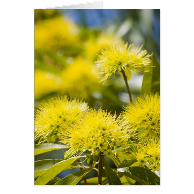 Bright Yellow Wattle Tree (Front)