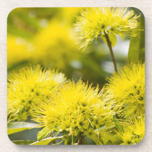 Bright Yellow Wattle Tree Coaster