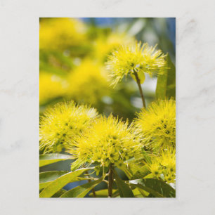 Bright Yellow Wattle Tree Postcard