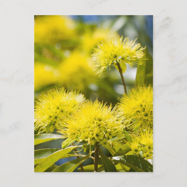 Bright Yellow Wattle Tree Postcard (Front)