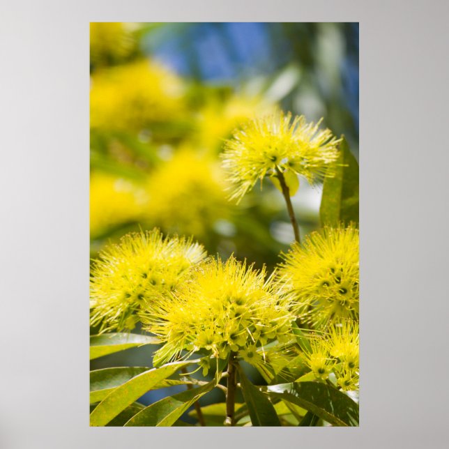 Bright Yellow Wattle Tree Poster (Front)