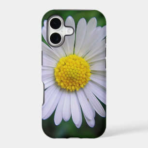 Bright yellow-white daisy
