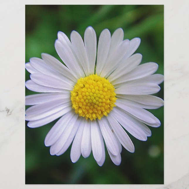 Bright yellow-white daisy (Front)