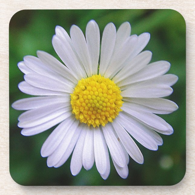 Bright yellow-white daisy coaster (Front)