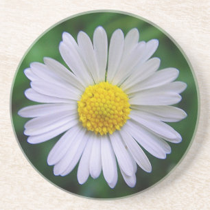 Bright yellow-white daisy coaster