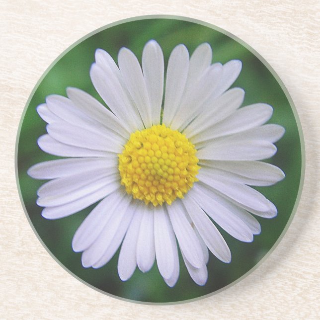 Bright yellow-white daisy coaster (Front)