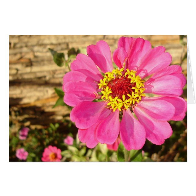 Bright Zinnia (horizontal card) (Front Horizontal)