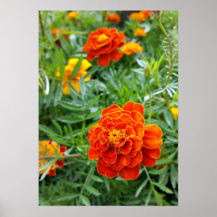 brightly coloured marigold poster