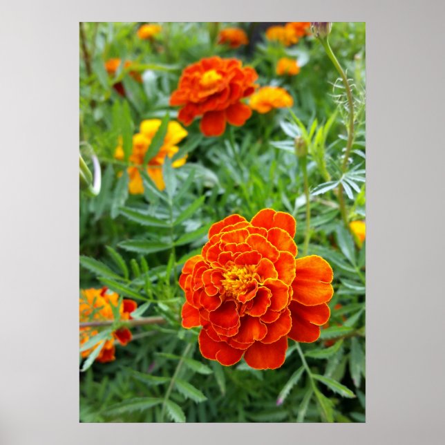 brightly coloured marigold poster (Front)