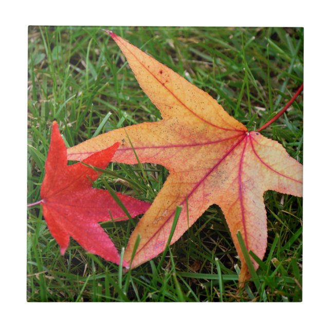 Brightly Colourful Maple Leaf Tile (Front)
