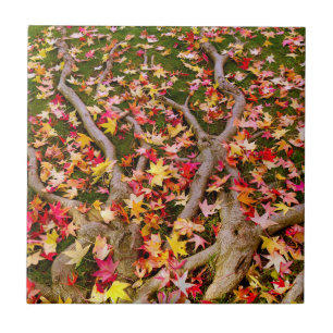 Brightly Colourful Maple Leaves Ceramic Tile