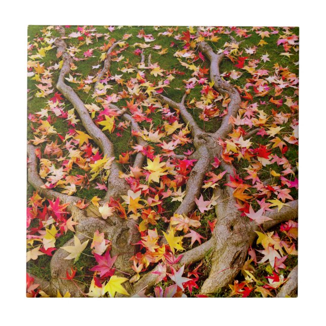Brightly Colourful Maple Leaves Ceramic Tile (Front)