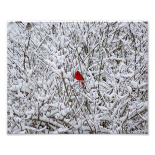 Brillant Cardinal ! 10x8 Photographic Print
