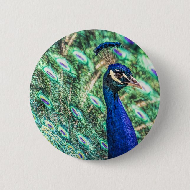 Brilliance in Blue &Green Peacock Button (Front)