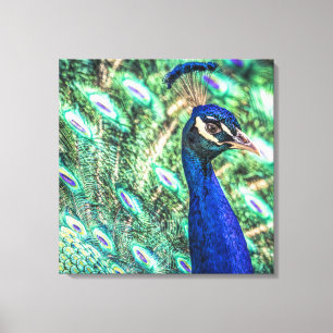 Brilliance in Blue &Green Peacock Canvas Print