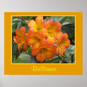 Brilliance Zen Meditation Orange Flowers Photo Poster