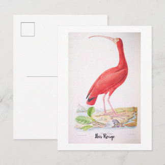  Brilliant birds of Brazil - Ibis Rouge Postcard