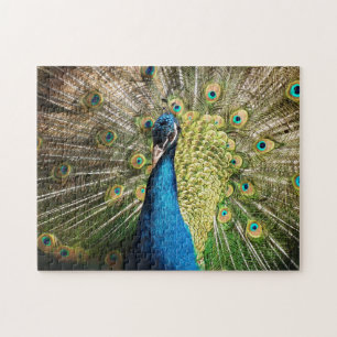 Brilliant Blue Peacock Jigsaw Puzzle