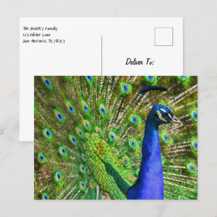 Brilliant Blue Peacock Postcard