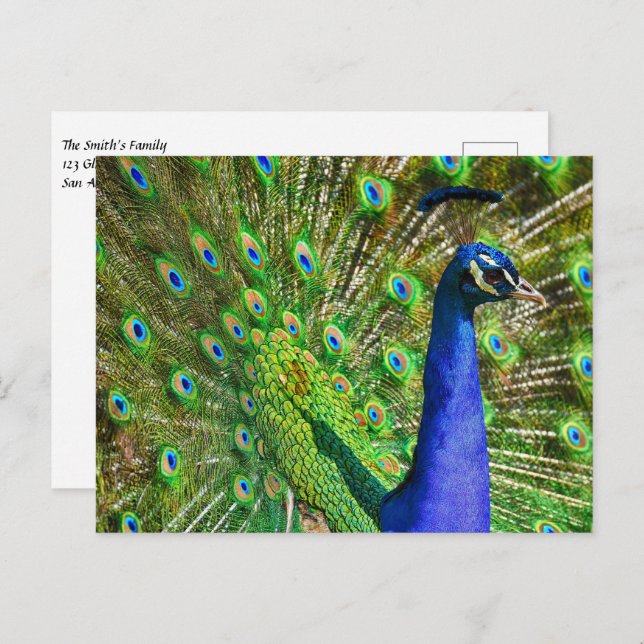 Brilliant Blue Peacock Postcard (Front/Back)