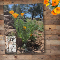 Brilliant California Poppies Close-Up Photograph