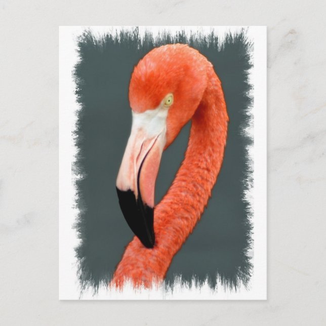 Brilliant Flamingo Postcard (Front)