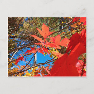 Brilliant Foliage Postcard