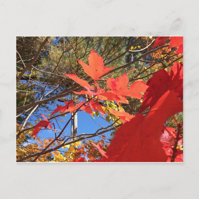 Brilliant Foliage Postcard (Front)