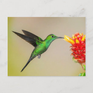Brilliant Hummingbird Feeding from a Flower Postcard