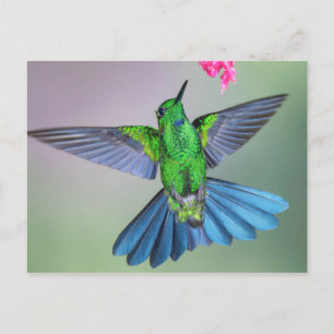 Brilliant Hummingbird in Flight with Wings Open Postcard