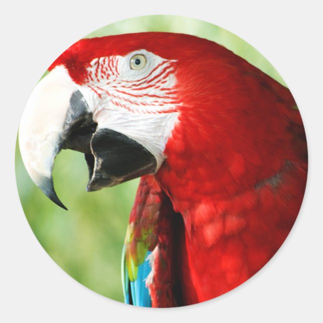 Brilliant Red Classic Round Sticker (Front)