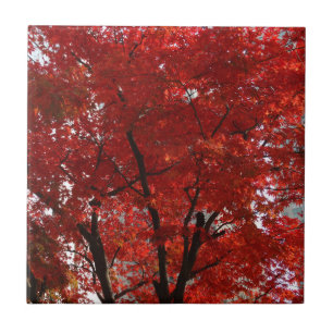 Brilliant Red Foliage and Dramatic Black Limbs on Ceramic Tile