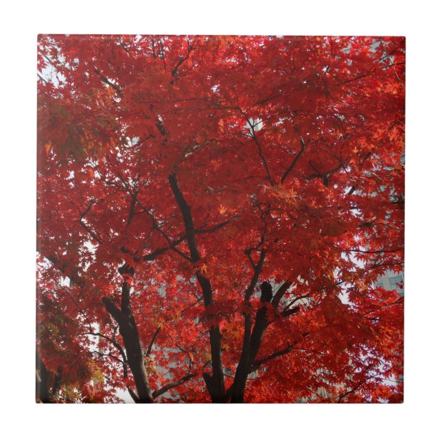 Brilliant Red Foliage and Dramatic Black Limbs on Ceramic Tile (Front)