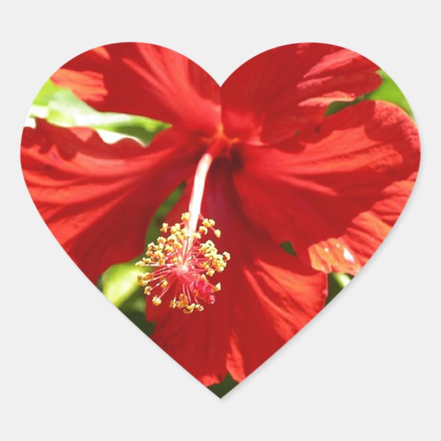 Brilliant Red Hawaiian Hibiscus Flower Heart Sticker (Front)