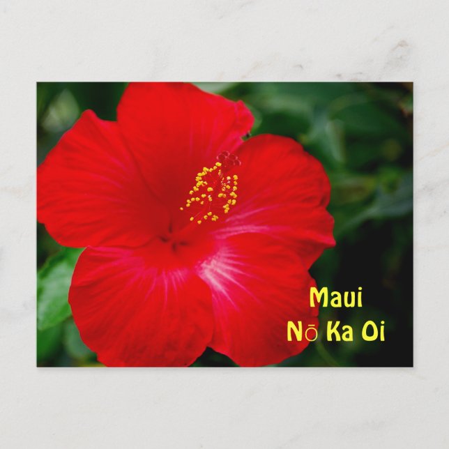 Brilliant Red Hibiscus Flower, Maui Hawaii Postcard (Front)