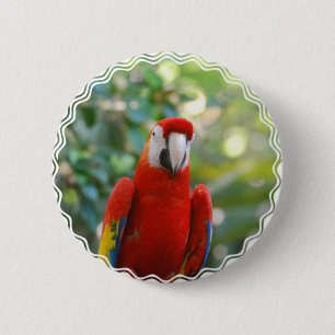 Brilliant Red Parrot Button
