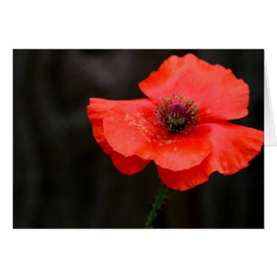 Brilliant Red Poppy
