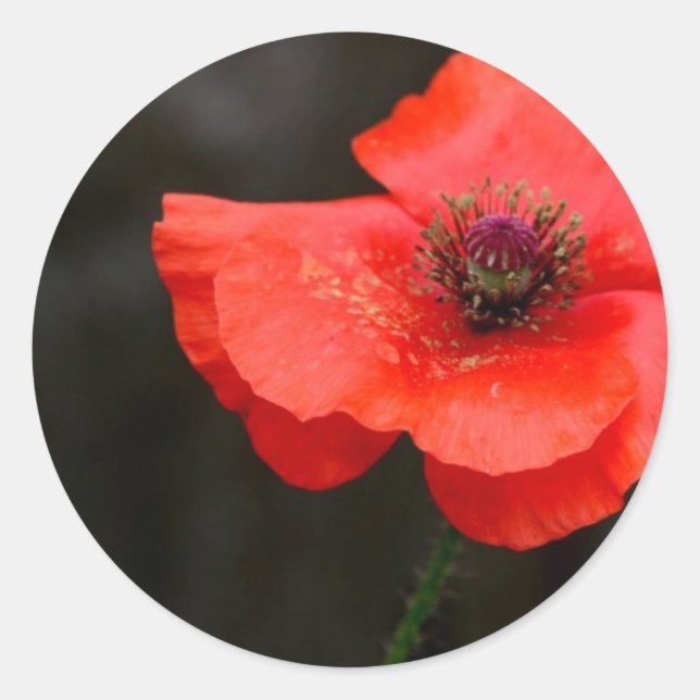 Brilliant Red Poppy Classic Round Sticker (Front)
