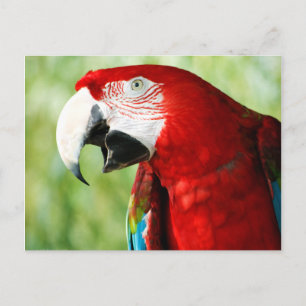 Brilliant Red Postcard