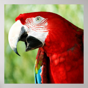 Brilliant Red Poster